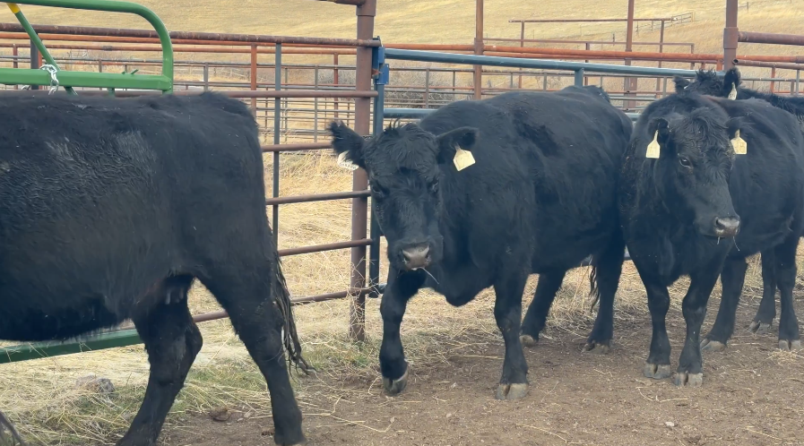 Fall Breds! High Elevation Cattle!-BC1212b6